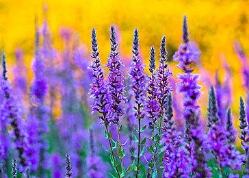 能生孩子了！《边缘世界》“生化科技”资料片公布