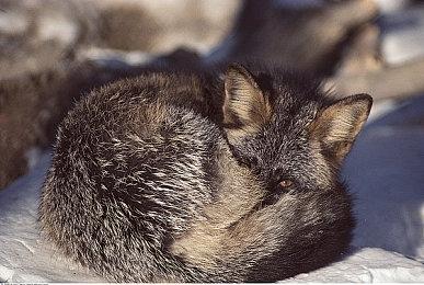 任天堂直面会没有《猎天使魔女3》 粉丝担心游戏跳票